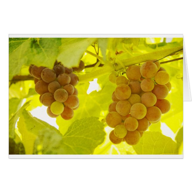 Bella Artes Vine de uvas (Anverso (Horizontal))