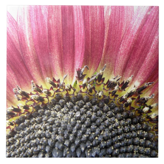 Bella Azulejos De Girasol Rosa (Frente)