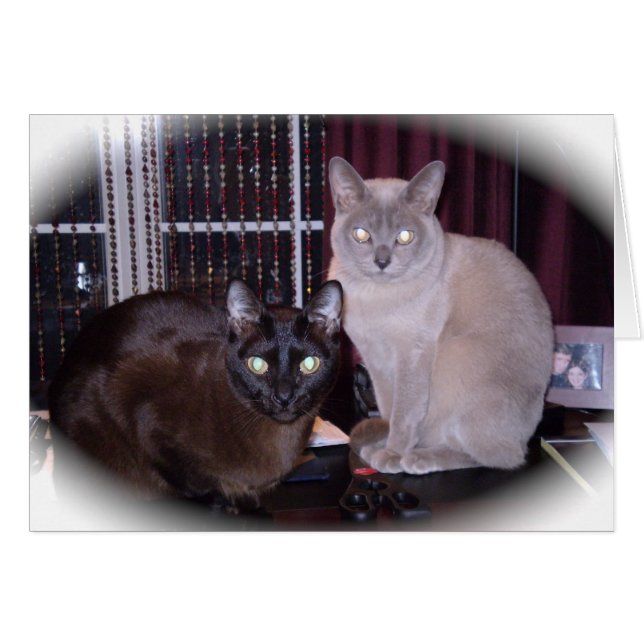 Bella birmana (Anverso (Horizontal))