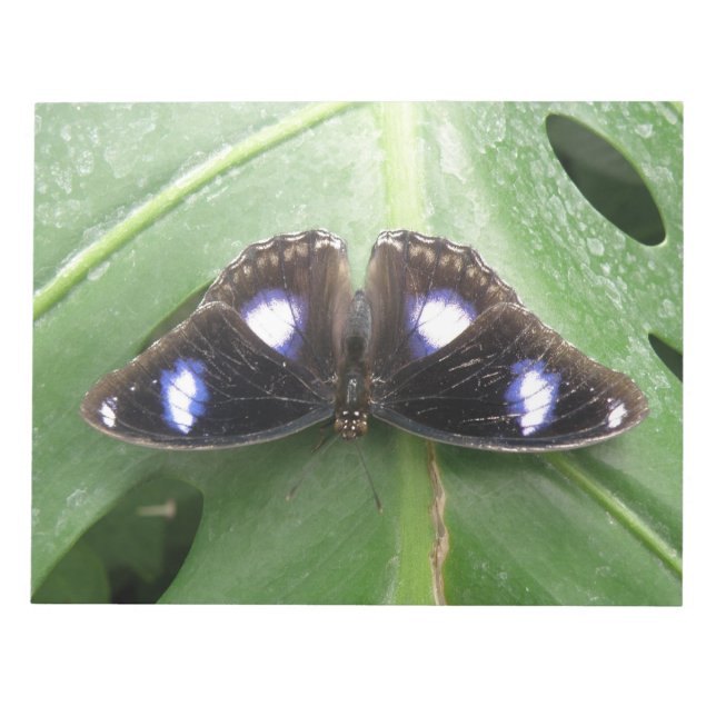 Bella Bloc de notas de mariposa con manchas azules (Frente)