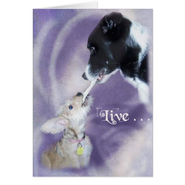 Bella&Buddy (Frente)