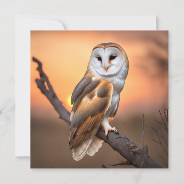 Bella búho de granero (Anverso)