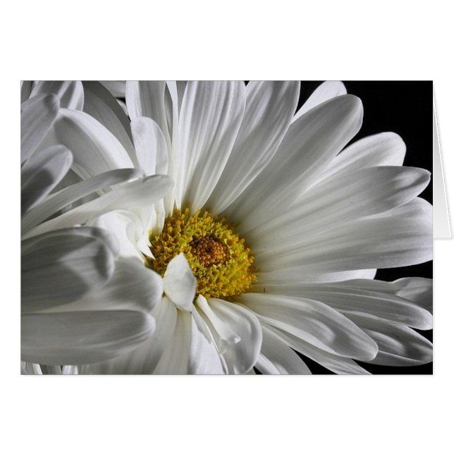 Bella Daisy Detallado (Anverso (Horizontal))