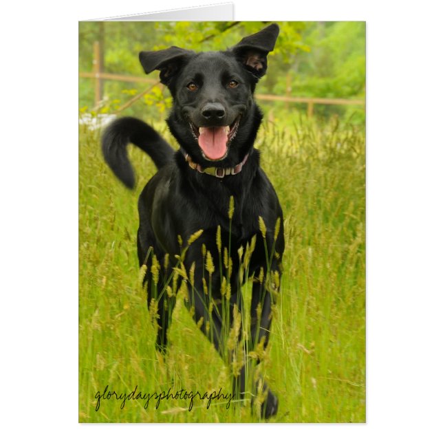 Bella, ¡Feliz de verte! (Frente)