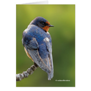 Bella golondrina en una sucursal