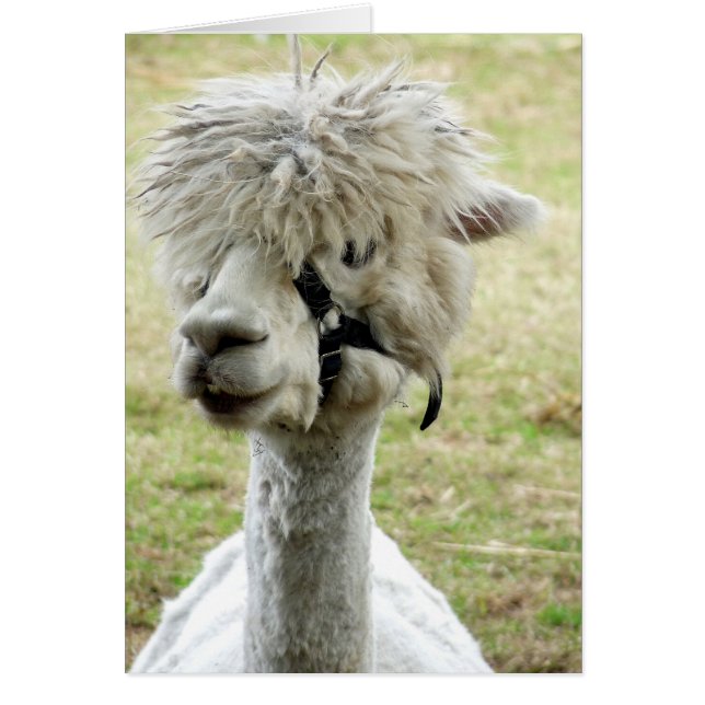 Bella Llama Blanca (Frente)