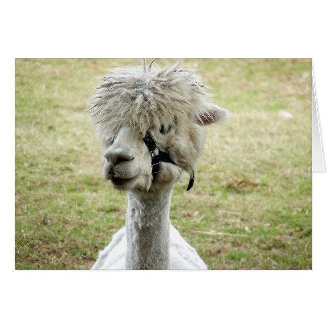 Bella Llama Blanca (Anverso (Horizontal))