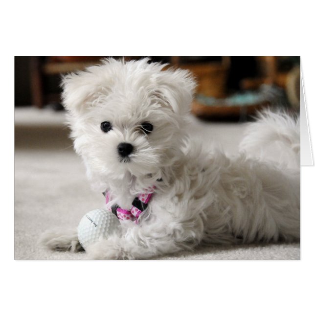 Bella Loves Golf (Anverso (Horizontal))