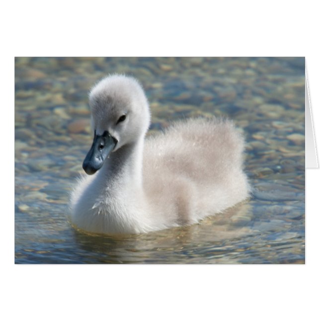Bella mute Swan Duckling (Anverso (Horizontal))