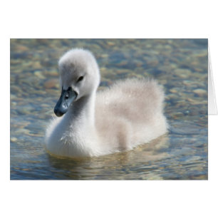 Bella mute Swan Duckling