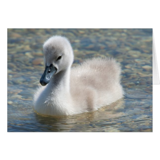 Bella mute Swan Duckling (Anverso (Horizontal))