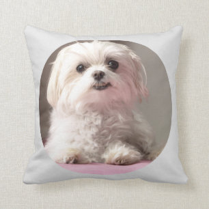 Bella nos dejó ir ve la almohada maltesa
