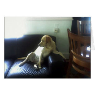 Bella, perro labrador amarillo