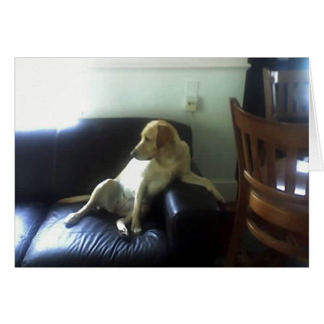 Bella, perro labrador amarillo (Anverso (Horizontal))