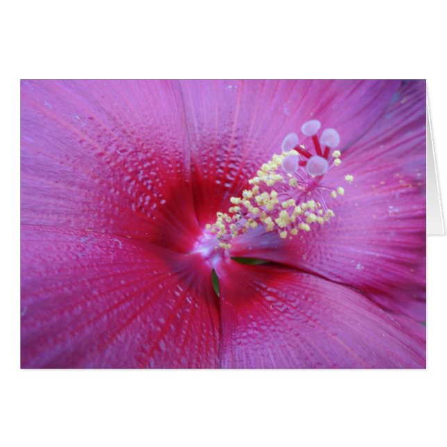 Bella Pink (Anverso (Horizontal))