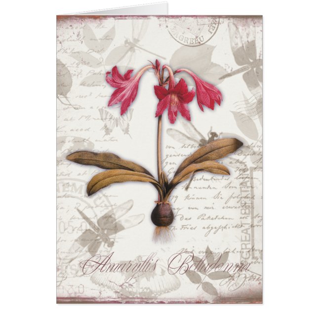Belladona del Amaryllis (Frente)
