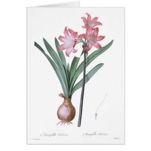Belladona del Amaryllis