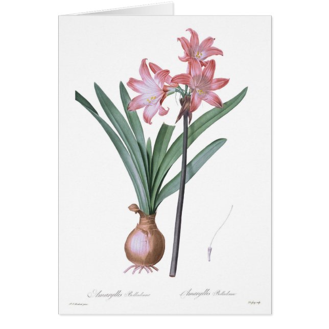 Belladona del Amaryllis (Frente)