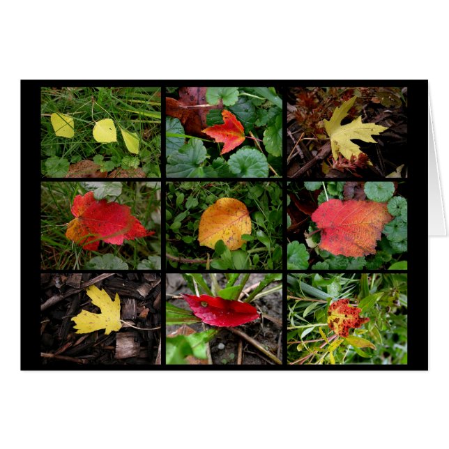 Bellas caídas (en) (Anverso (Horizontal))