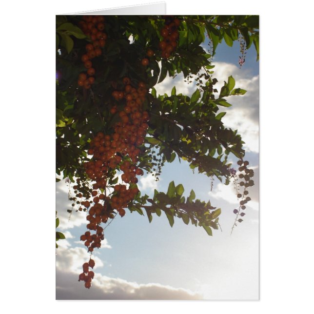 Bellas de cielo (Frente)