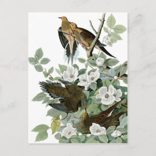 bellas postales de aves 28