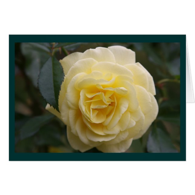 Belleza amarilla (Anverso (Horizontal))