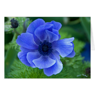 Belleza azul