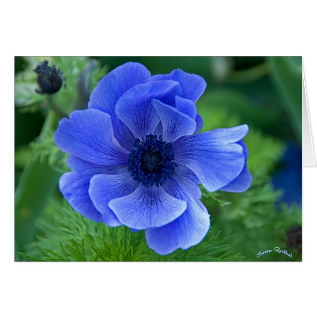 Belleza azul (Anverso (Horizontal))