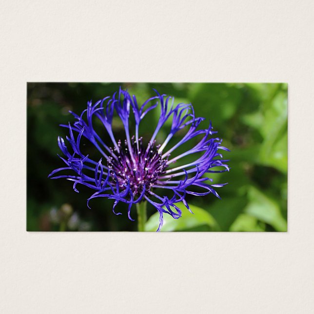 Belleza azul (Frente)