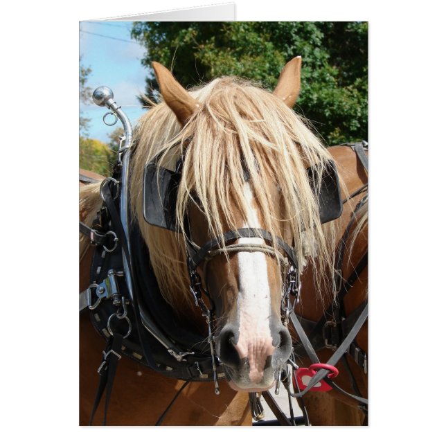 Belleza belga (Frente)