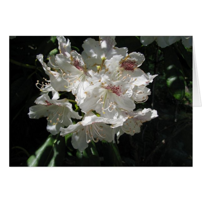 Belleza blanca (Anverso (Horizontal))