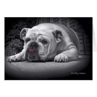 Belleza bulldog