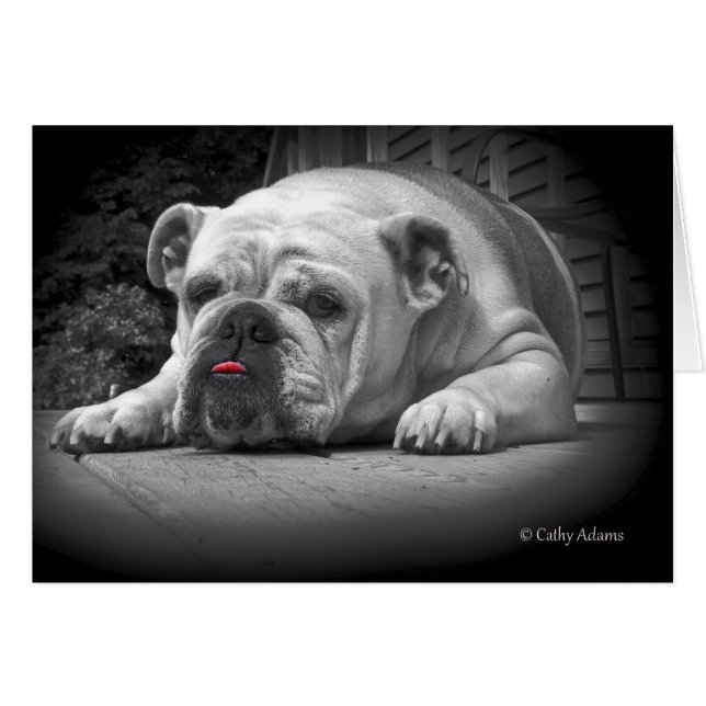 Belleza bulldog (Anverso (Horizontal))