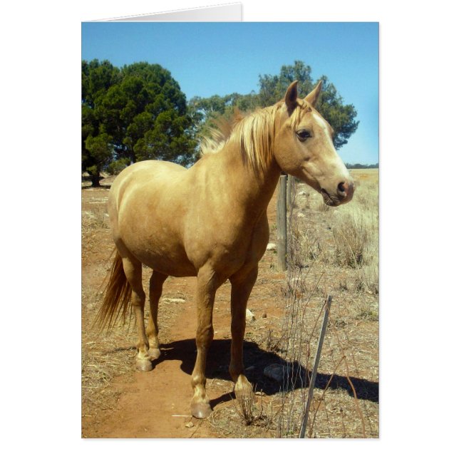 Belleza de caballo palomino, (Frente)
