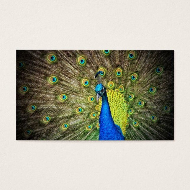 Belleza de color pavo real (Frente)