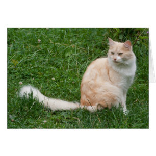 Belleza de color rojo claro