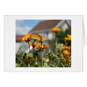 Belleza de descoloramiento