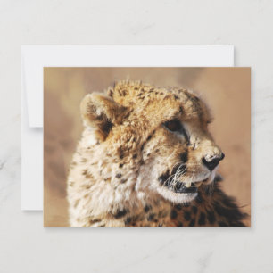 Belleza de guepardo en África