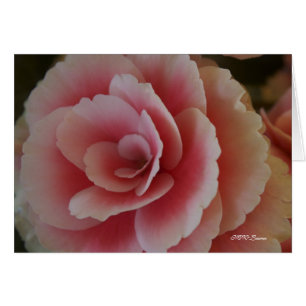 Belleza de la begonia