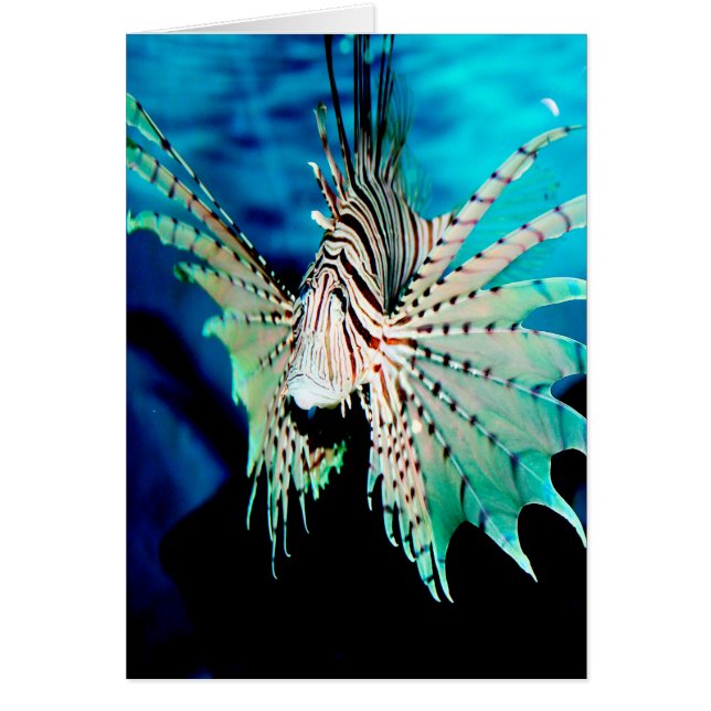 Belleza de Lionfish (Frente)