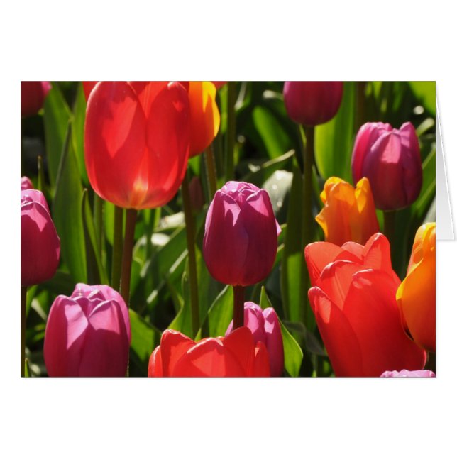 Belleza de los tulipanes de primavera (Anverso (Horizontal))