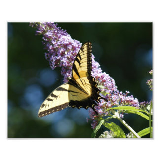 Belleza de mariposa Impresión fotográfica 10x8