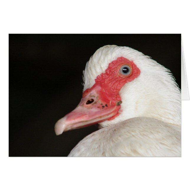 Belleza De Ojos Azules Muscovy Duck (Anverso (Horizontal))