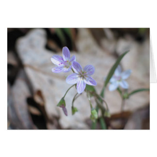 Belleza de primavera - Personalizado