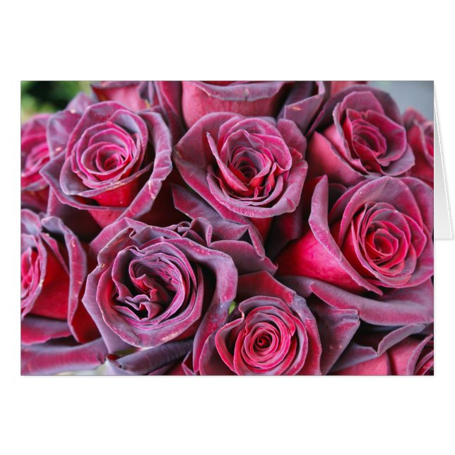 Belleza de terciopelo (Anverso (Horizontal))