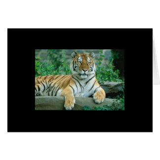 Belleza de tigre