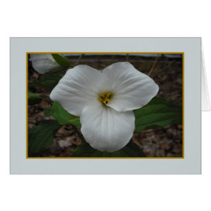 Belleza de Trillium - Blanqueado interior