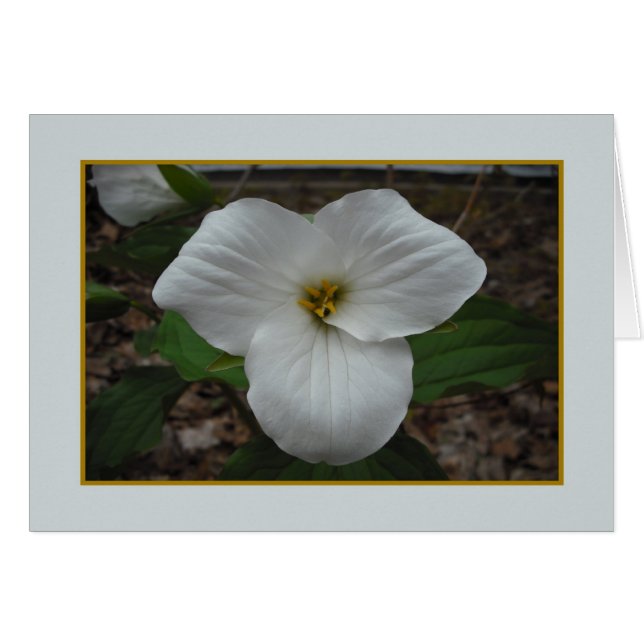 Belleza de Trillium - Blanqueado interior (Anverso (Horizontal))