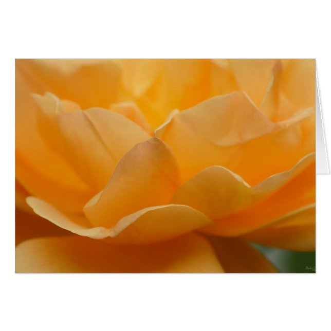 Belleza De Un Rosa (Anverso (Horizontal))