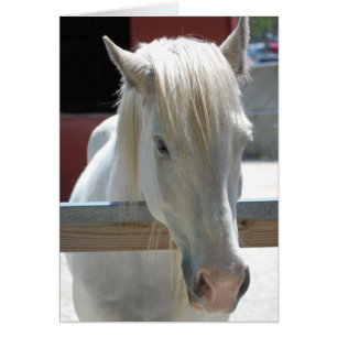 Belleza del caballo blanco